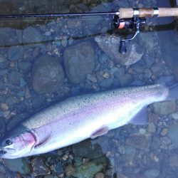 大型は釣れたが… ～天竜川ルアーフライ専用区～